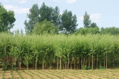 科技引領(lǐng)農(nóng)林經(jīng)濟(jì)發(fā)展 北京振農(nóng)帶來(lái)現(xiàn)代農(nóng)業(yè)新生機(jī)