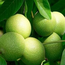 核桃苗價(jià)格 核桃苗公司 圖片 視頻