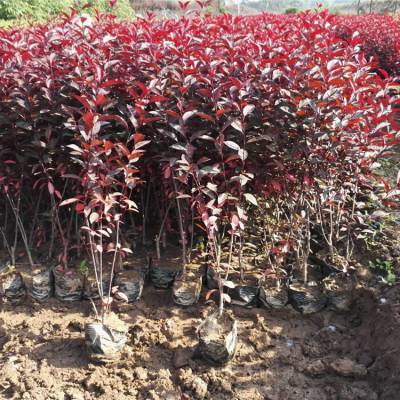 紫葉矮櫻種植中心 樹(shù)苗土球栽植 叢生綠籬紫葉矮櫻