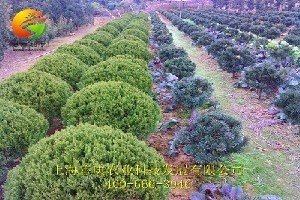 綠化苗木工程苗木專業(yè)市場(chǎng)