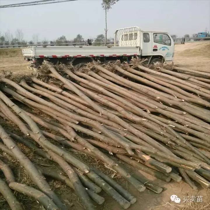 【干貨】秋季苗木種植注意事項(xiàng)