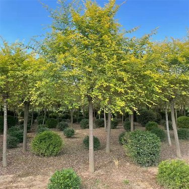 開(kāi)原市東北苗木種植專業(yè)合作社