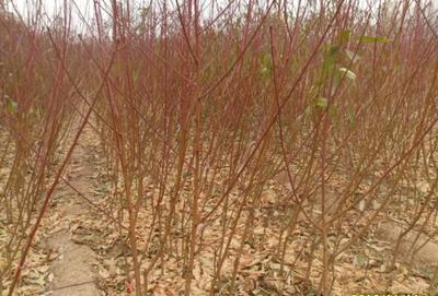 鄒城市輝煌苗木種植專業(yè)合作社-