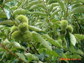 彭水縣青青苗木種植專業(yè)合作社