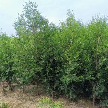 側(cè)柏多少錢(qián)