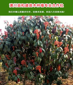 景觀樹(shù)培育 和盛苗木專業(yè)種植基地 湖北景觀樹(shù)