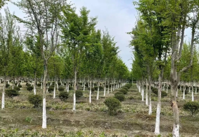 整合綠化資源,打造“育、銷(xiāo)、養(yǎng)、廢棄利用”循環(huán)產(chǎn)業(yè)鏈