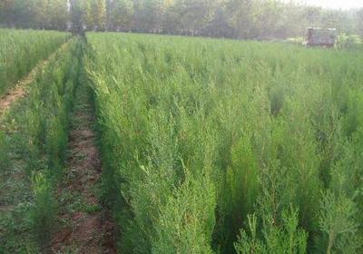 咸陽(yáng)營(yíng)養(yǎng)杯側(cè)柏價(jià)格表