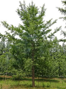 恭喜郯城縣鑫通種植農(nóng)民專業(yè)合作社入駐苗木通平臺(tái) 專注精品銀杏