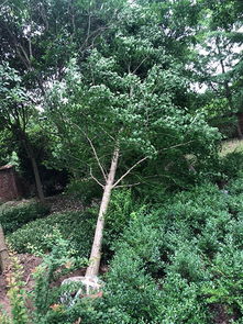 湖南精品水杉苗木種植