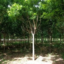 2020綠化苗木價(jià)格 報(bào)價(jià) 綠化苗木批發(fā) 第6頁(yè) 園林網(wǎng)