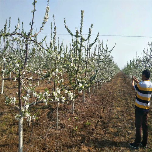 【什么地方可以賣(mài)到1年櫻桃樹(shù)苗1年櫻桃樹(shù)苗價(jià)格行情】- 