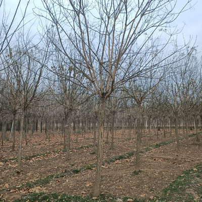 速生國(guó)槐 國(guó)槐種植基地 國(guó)槐樹(shù) 速生國(guó)槐圖片-濟(jì)寧市任城區(qū)泰和苗木種植基地