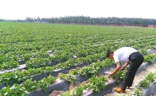 農(nóng)戶種植4000公斤紅薯畝產(chǎn),打造國(guó)家有機(jī)薯類(lèi)食品先驅(qū)品牌