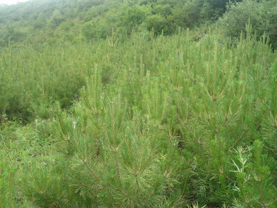 涇源縣大山子苗圃-寧夏苗木-云杉-金泉網(wǎng)空間