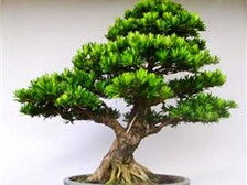 第3頁(yè) 產(chǎn)品展示 瀏陽(yáng)市軒達(dá)苗木種植專業(yè)合作社