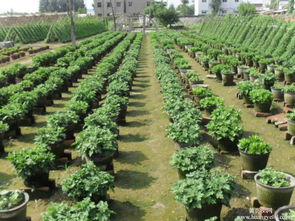 菊花種苗 江蘇菊花種苗銷售 哪里有菊花苗