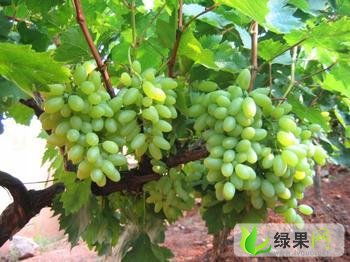 陜西大荔無核青提 雙泉鎮李鐵牛