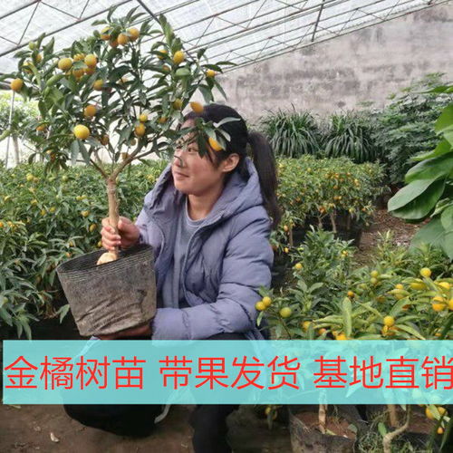 金桔苗樹苗盆栽地栽橘子樹苗當年結果砂糖橘南方北方桔子室內種植