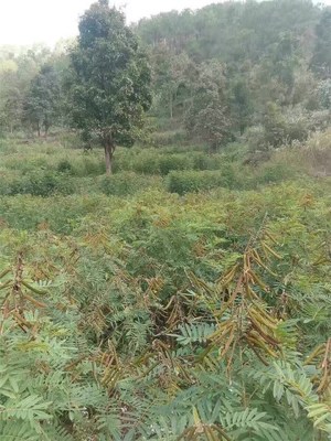 廣西苗木產品信息