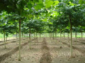 濟寧任城區千戶苗木種植合作園批發供應法桐小苗