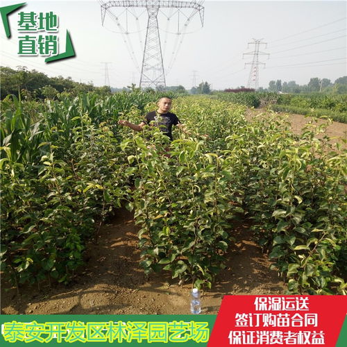 特價批發新梨七號梨樹苗 新梨七號梨樹苗多少錢一株