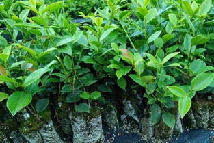 0607 四川重慶油茶苗種植基地,重慶油茶苗種植批發,油茶樹苗種植基地 