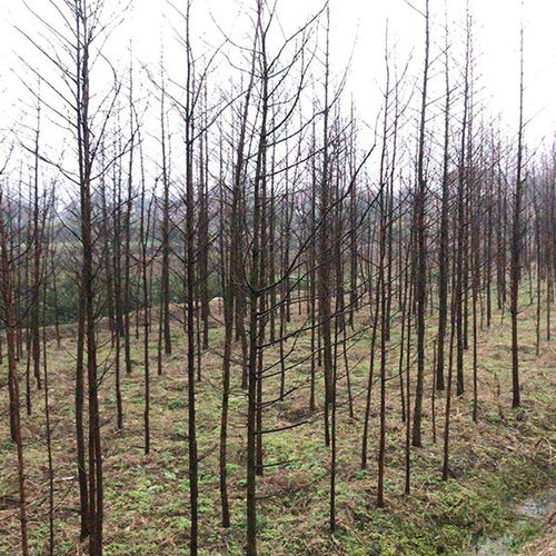 水杉 江蘇水杉批發 地之緣苗木種植園 優質商家