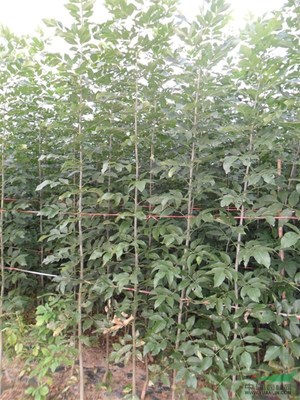 蕭縣惠豐苗木種植農民專業合作社