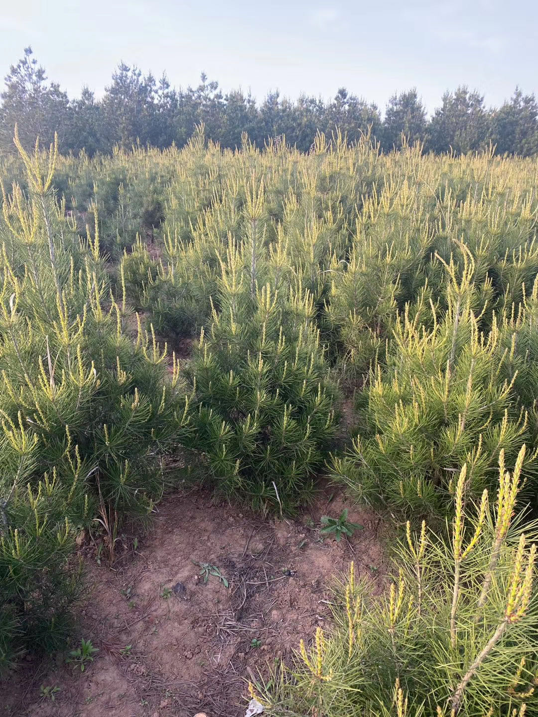 冬天可以栽白皮松嗎?_新聞中心_絳縣勝景苗木種植專業合作社