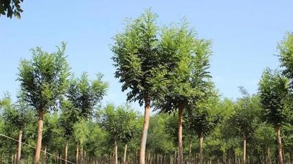 慶云首家苗木協會成立了,助力苗木產業大發展