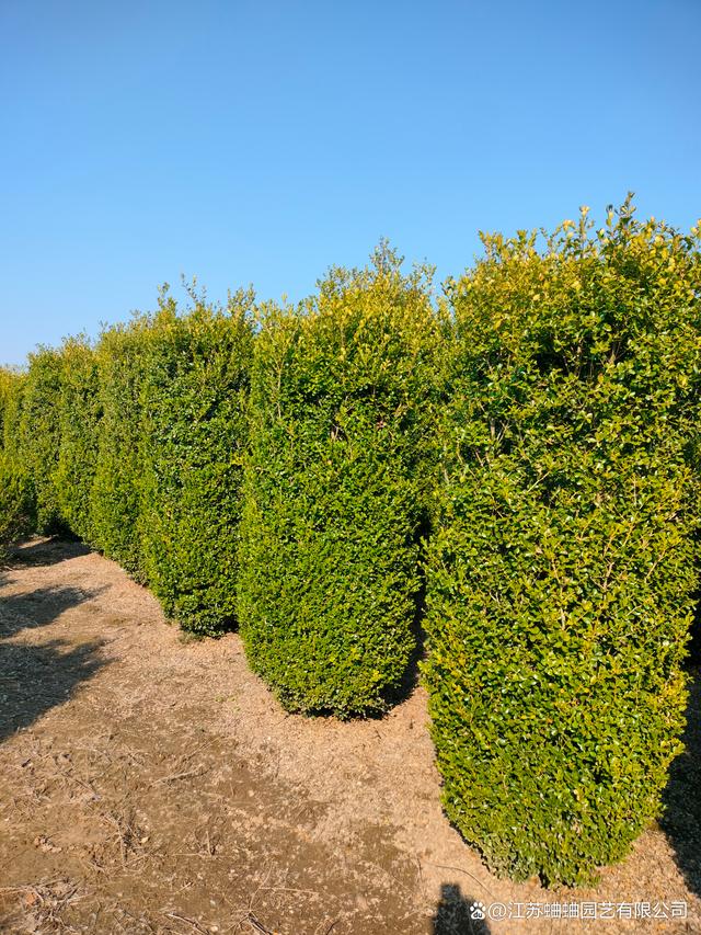 高度2米,冠幅40大葉黃楊柱#苗木種植基地 #園林綠化 #種