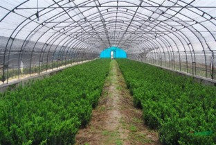 益陽紅豆杉樹苗種植基地