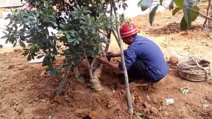 苗木失水嚴重?伏天怎么保證苗木不失水?
