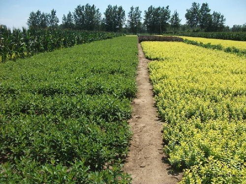 為什么最近幾年農民種的苗木不好賣了 看完這個你就知道了