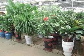 金壇園林綠化苗木種植 廠區辦公室綠植盆栽養護