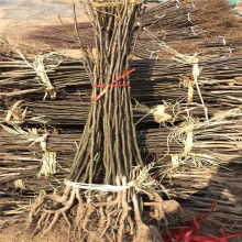  華聯木業制品廠 主營 中板 豐產林 二級板