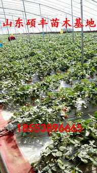 【優質四季草莓苗批發價格、四季草莓苗】-