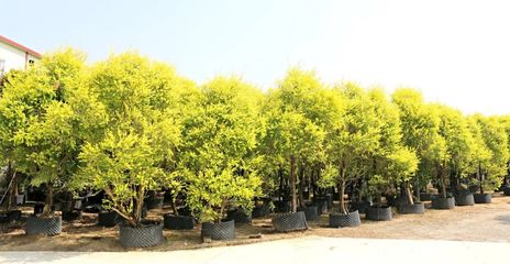 【行情】苗木市場行情回升,哪些苗木更有上升趨勢,新形勢下的苗圃該怎么做?