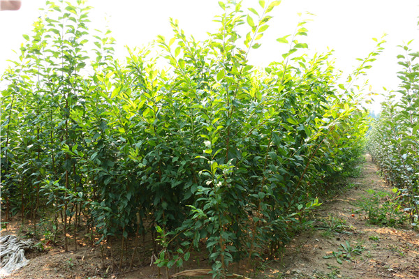 味帝李子苗.李子樹參數