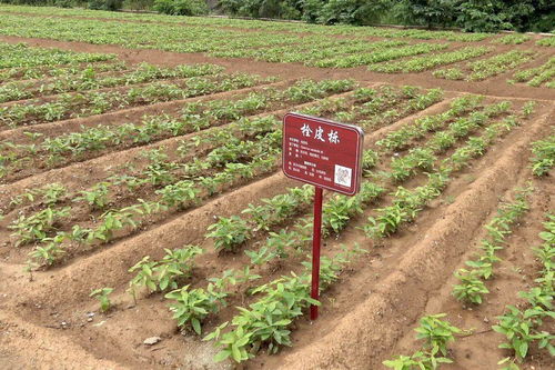 種源發展提品質 科技應用促轉型 中條山國有林管理局2021年苗木培育紀實