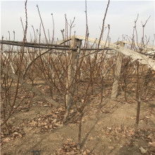  山東省新泰市珍珠油杏苗木果品推廣服務公司 主營 極品油杏苗木 極品油