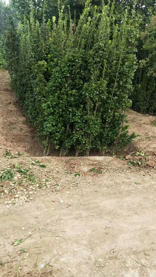 圖 霍營庭院綠化 鋪裝硬化 果樹苗木種植 北京鮮花綠植