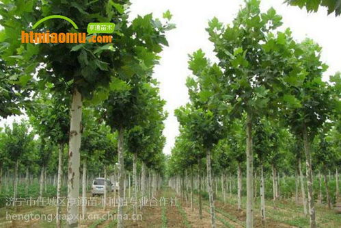 2020年最新國槐價格圖片大全 濟寧市任城區亨通苗木種植專業合作社