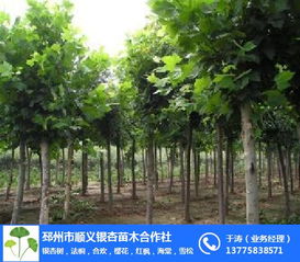 樹,法桐,合歡,櫻花,紅楓,海棠,雪松 邳州市順義銀杏苗木種植專業合作社