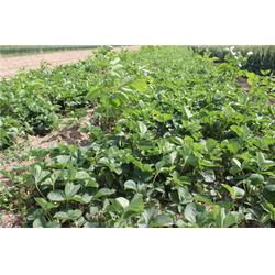 七步香草莓苗 七步香草莓苗 龍鑫苗木 優質商家