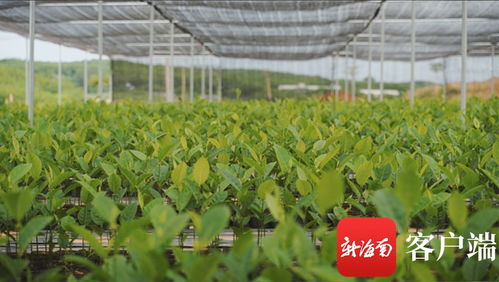 苗 準新商機 種 下二次創業夢 海墾龍江農場公司轉變思路描繪苗木產業新版圖