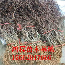 冬棗苗價格價格 冬棗苗價格公司 圖片 視頻