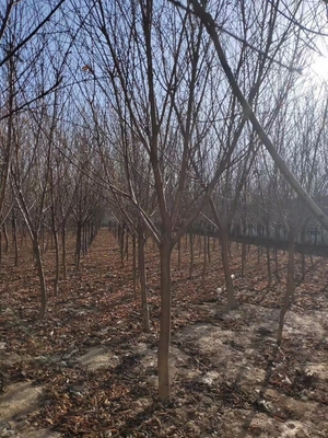 皂角、桃樹、山桃樹、毛桃樹苗木