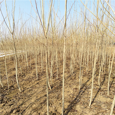 杜仲小苗種植一畝地收益銀莊農(nóng)業(yè)直銷